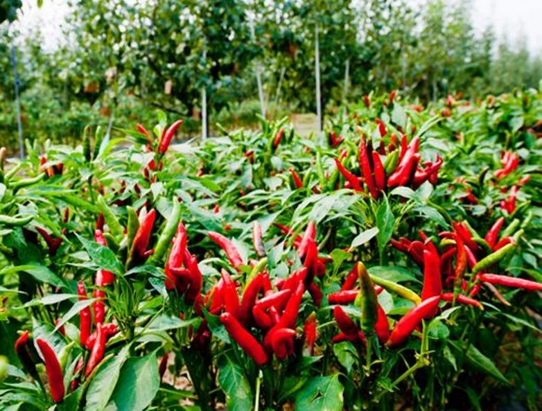 现代化温室大棚